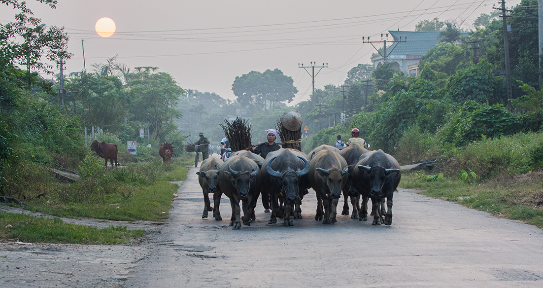 Troupeau de buffles Hanoi Road   001